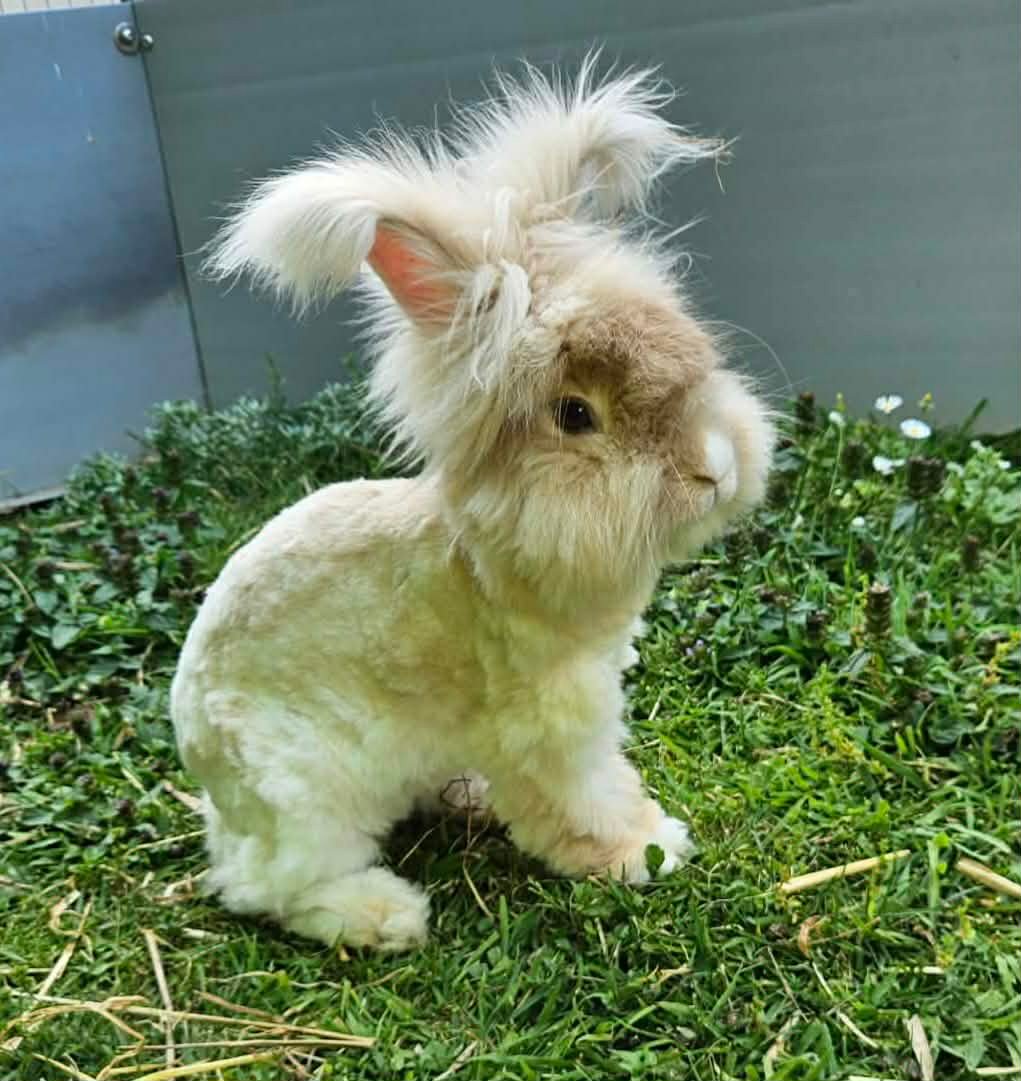 Lapin médiateur Anim'O des Abers