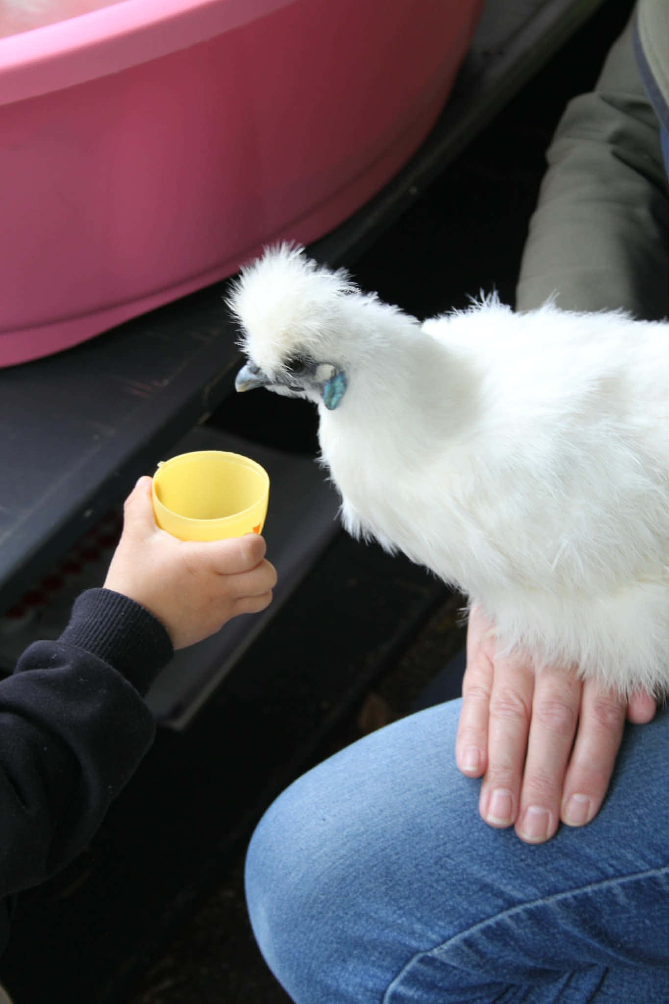 Poule médiatrice lors d'une séance Anim'O des Abers