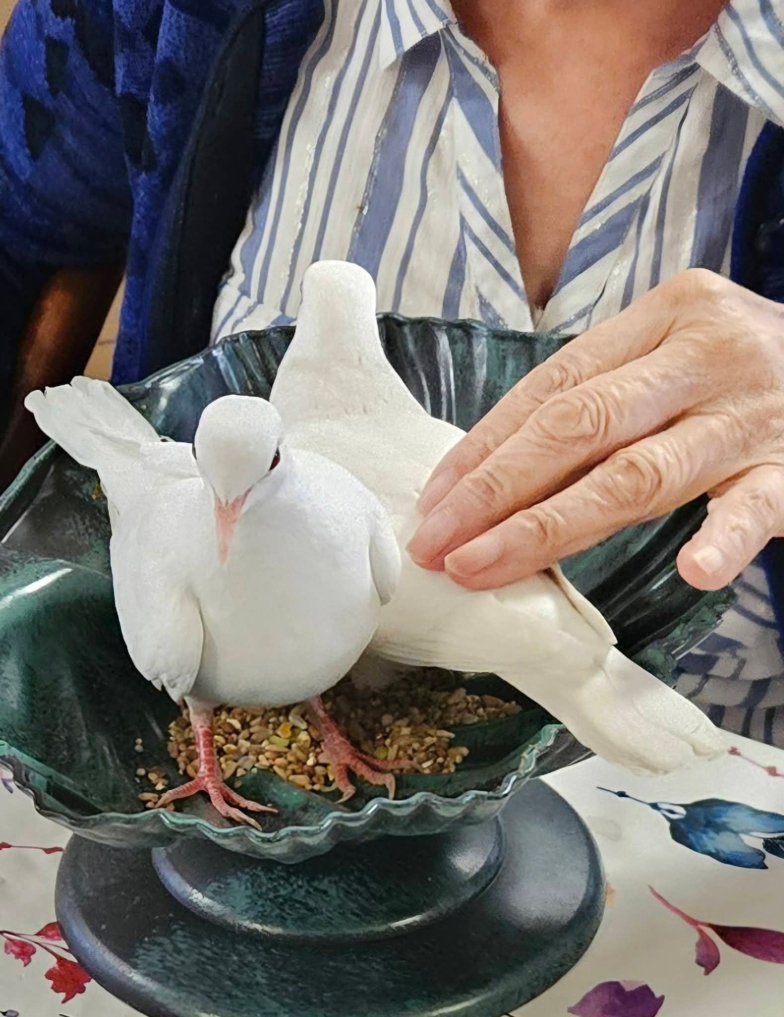 Tourterelles médiatrices Anim'O des Abers
