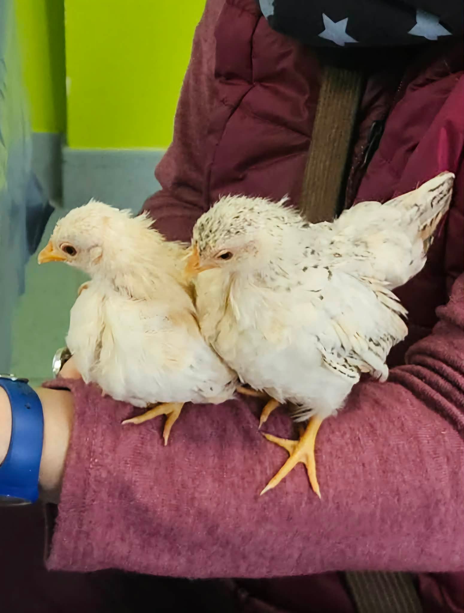 Jeunes oiseaux médiateurs Anim'O des Abers