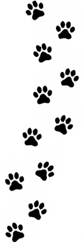 Lapins domestique mediation animale accompagnement